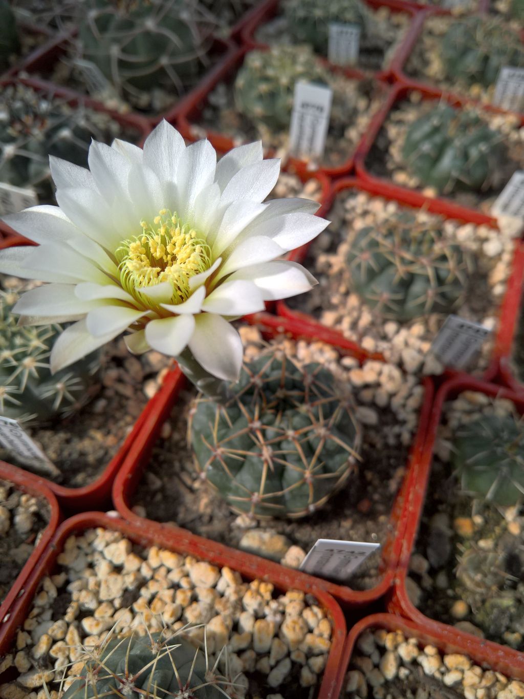 Gymnocalycium catamarcense v montanum GN 93-697_2000